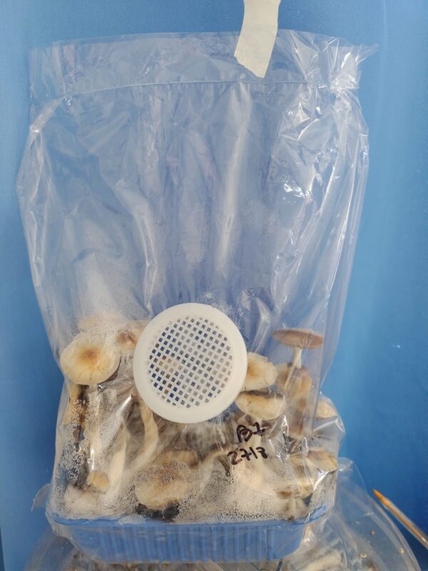 Kit de Cultivo Automático - Mediano