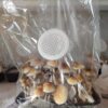 Kit de Cultivo Automático - Mediano