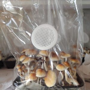 cultivo buena fot Kit de Cultivo Automático - Mediano
