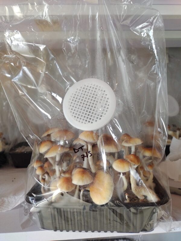 Kit de Cultivo Automático - Mediano