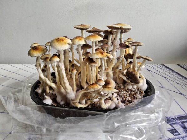 Kit de Cultivo Automático - Grande