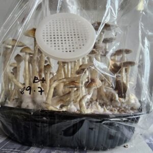 cultivo-grande Kit de Cultivo Automático - Grande