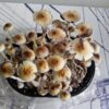 Kit de Cultivo Automático - Grande