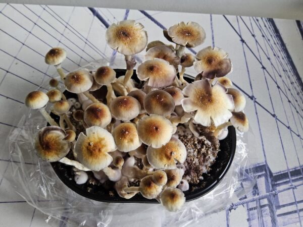 Kit de Cultivo Automático - Grande