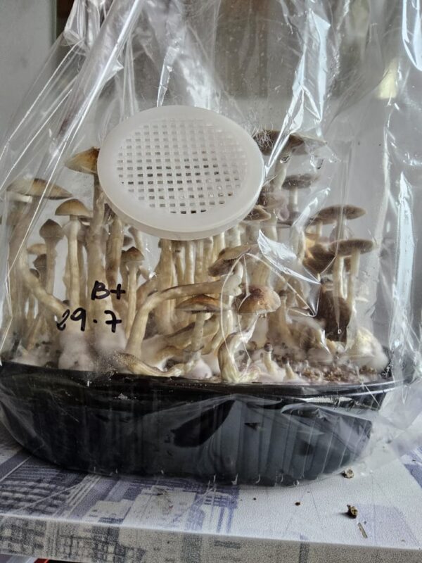 Kit de Cultivo Automático - Grande