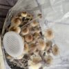 Kit de Cultivo Automático - Grande