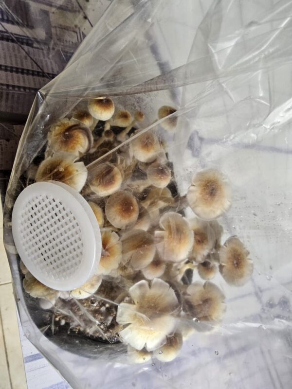 Kit de Cultivo Automático - Grande